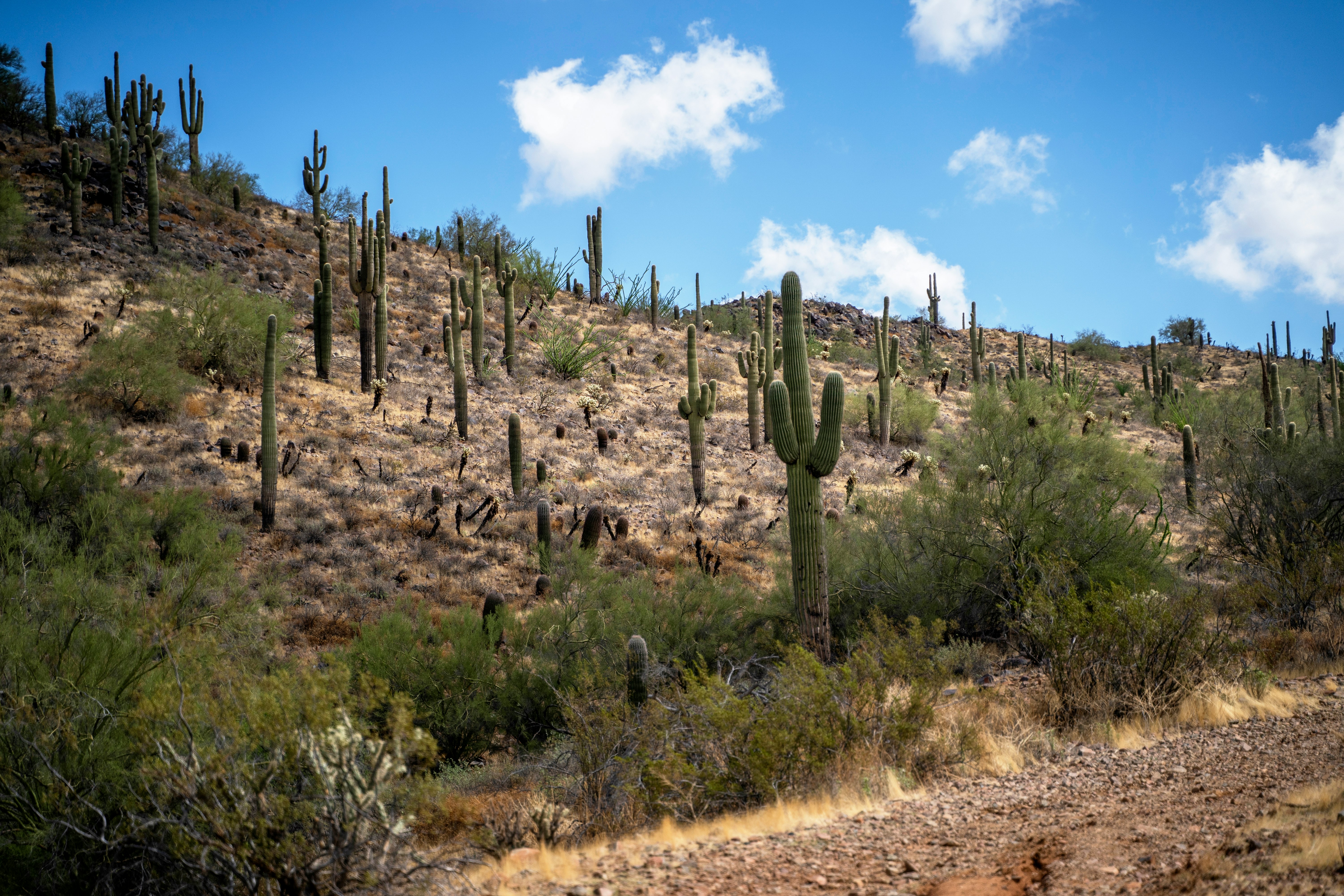 dirt, plant, and cactus covered field